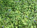 Leadwort, Hardy Blue Plumbago / Ceratostigma plumbaginoides